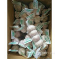 Small packing pure white Garlic